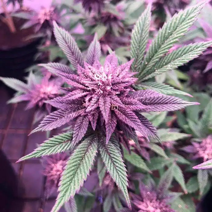 TROPICANASWEEDLABS2 TOMACO