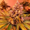 TROPICANASWEEDLABS TOMACO