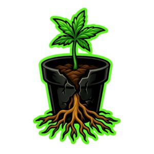 categoria enraizante 2 Tomaco categoria enraizante 2 Tomaco