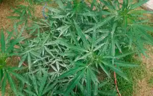 Cultivo de exterior con oídio