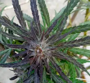 Planta de marihuana con oídio en floración