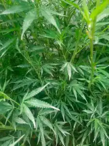 Planta de marihuana con oídio en crecimiento