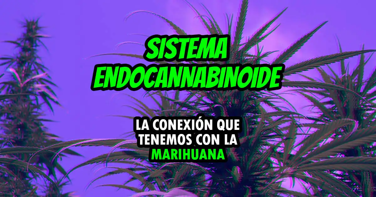 sistema endo cannabinoide blog1 Tomaco