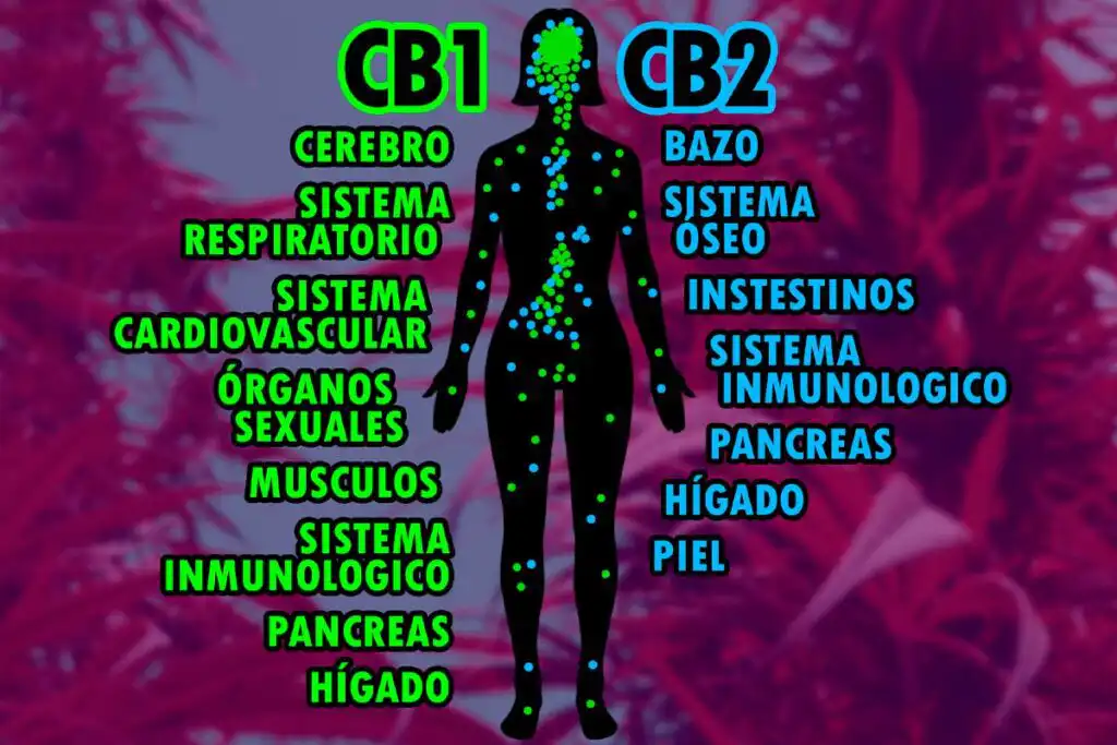 sistema endo cannabinoide blog2 Tomaco