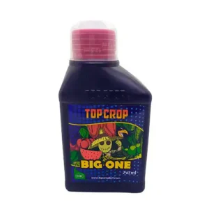 topbigone Tomaco topbigone Tomaco
